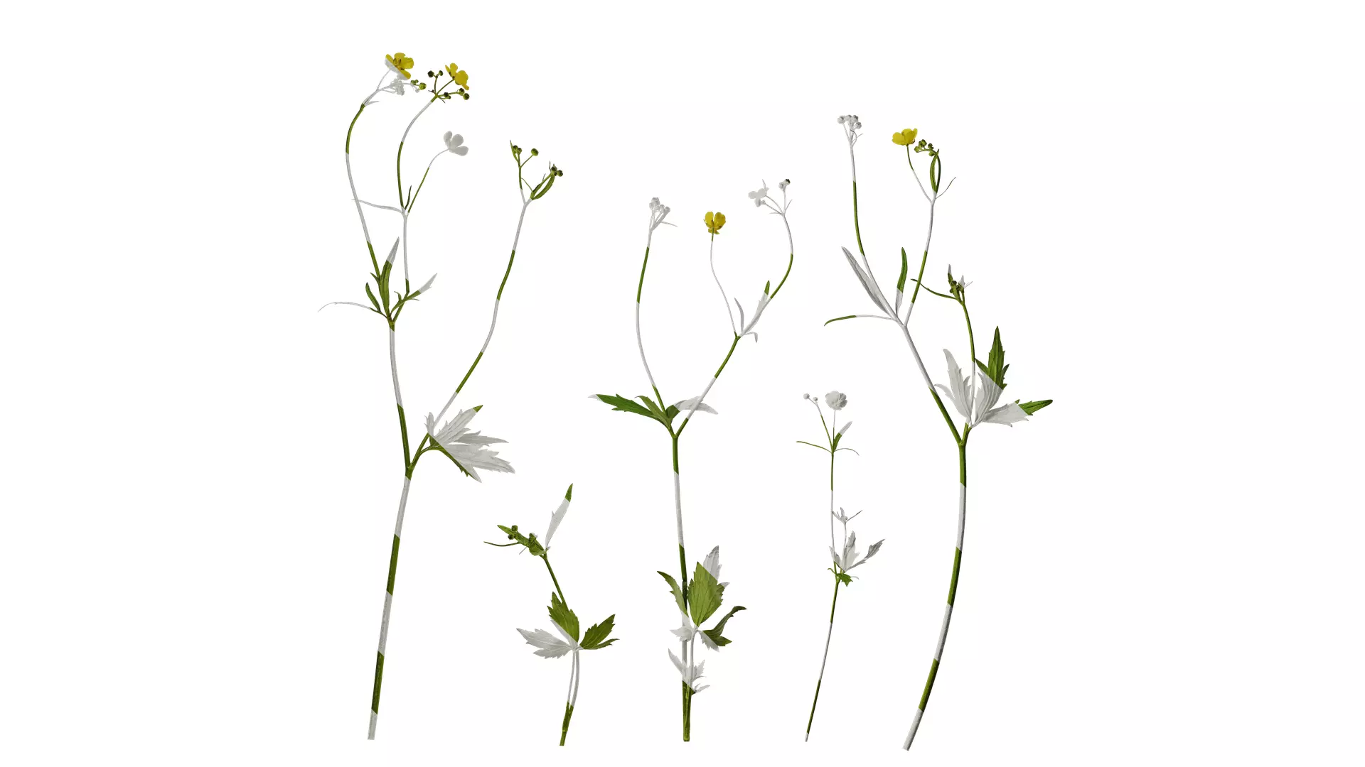 Anydrafts Ranunculus japonicus Atlas 01 Texture_0