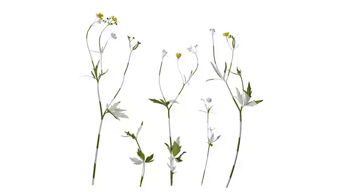 Anydrafts Ranunculus japonicus Atlas 01