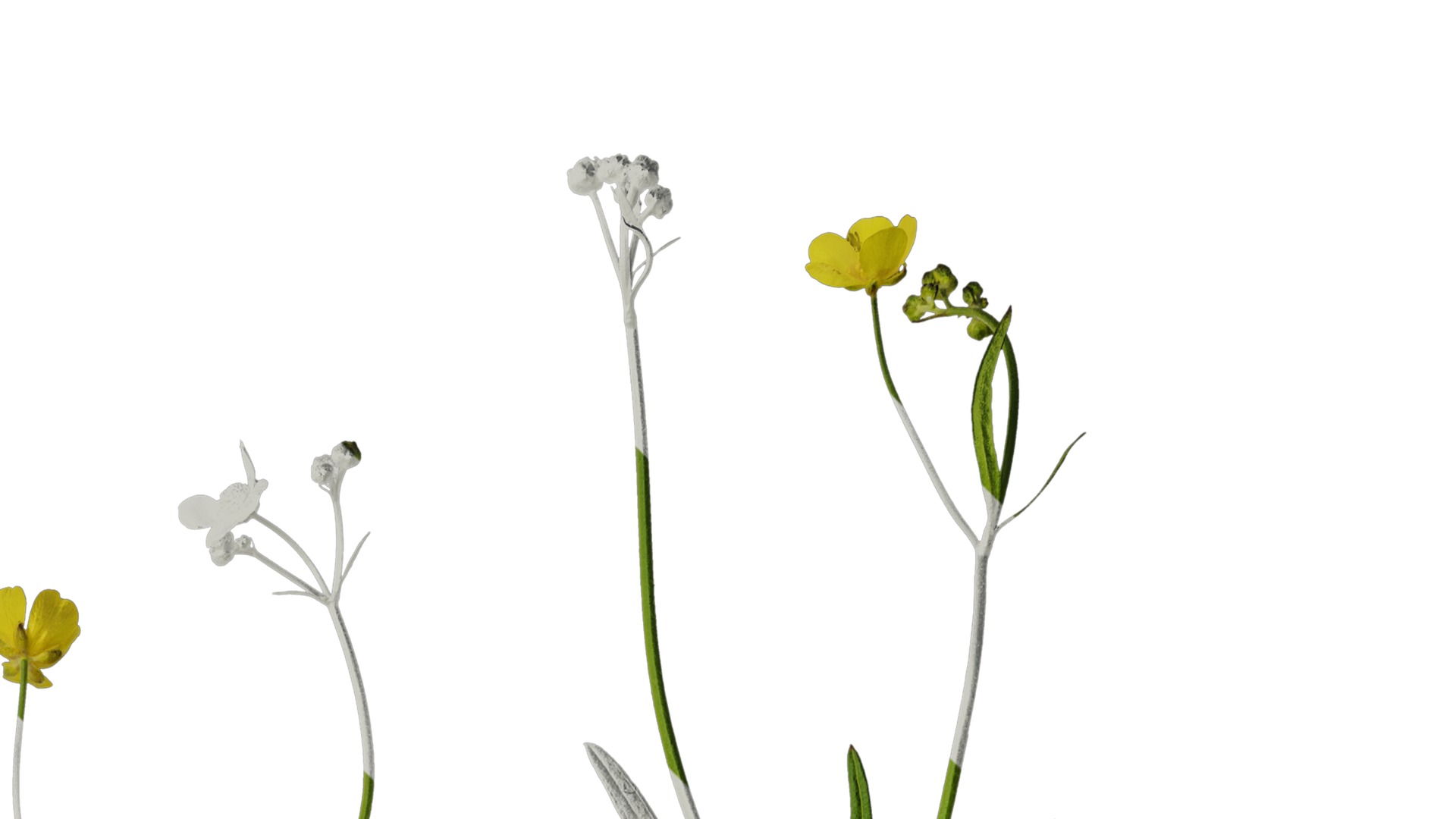 Anydrafts Ranunculus japonicus Atlas 01 Texture_2