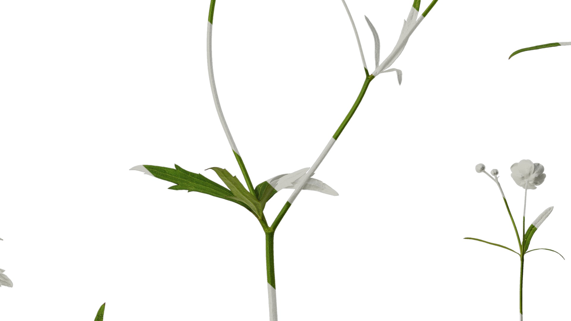 Anydrafts Ranunculus japonicus Atlas 01 Texture_7