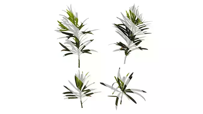 Anydrafts Podocarpus macrophyllus Atlas 09