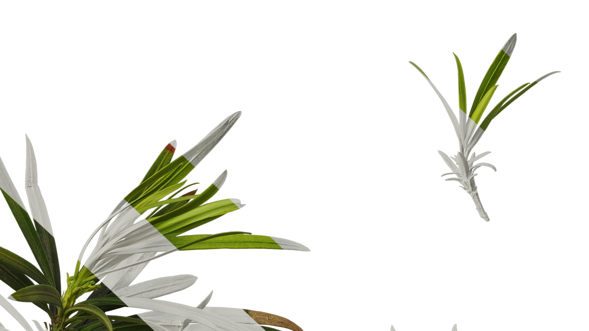 Anydrafts Podocarpus macrophyllus Atlas 10 Texture_6