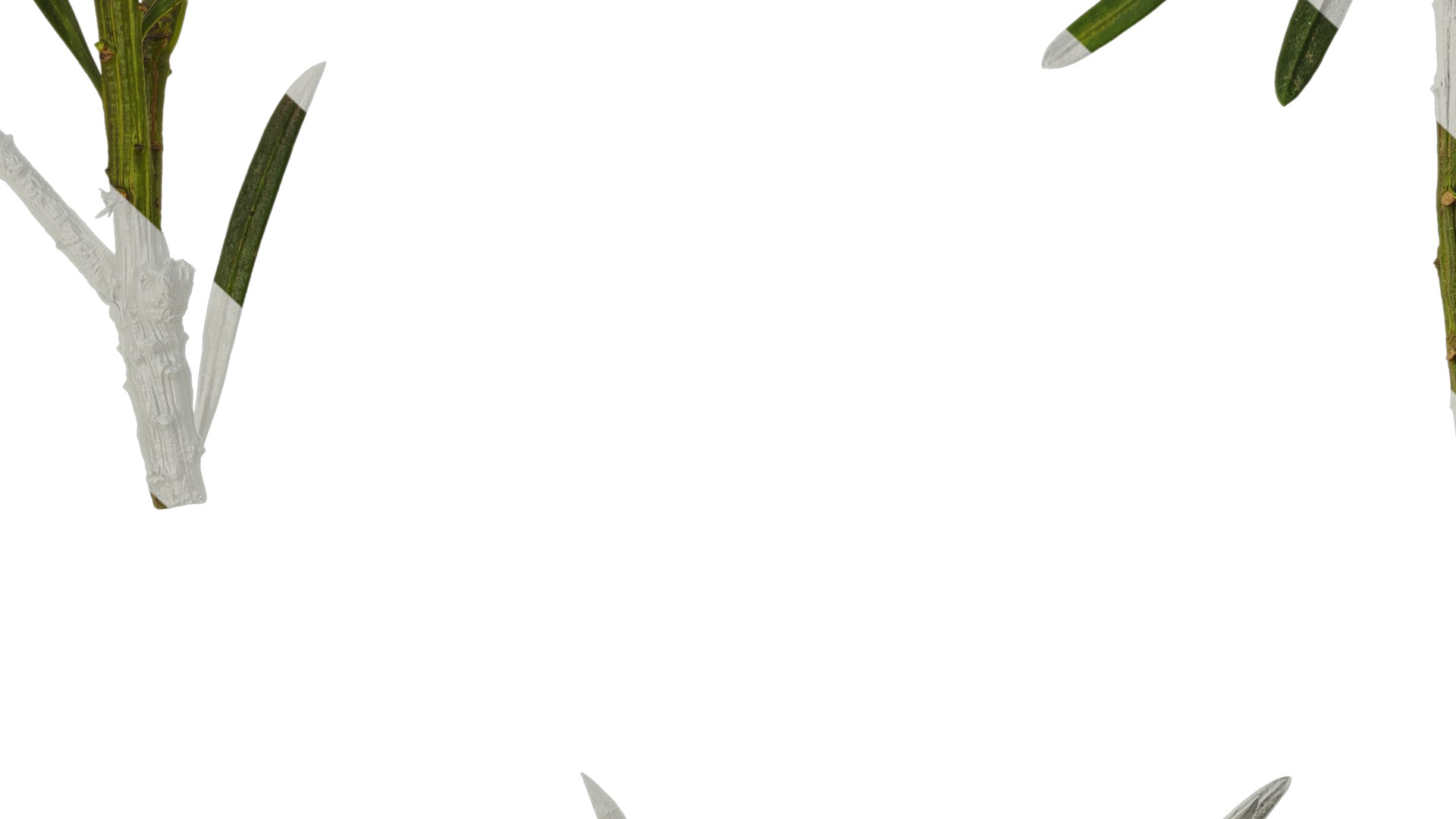 Anydrafts Podocarpus macrophyllus Atlas 10 Texture_7