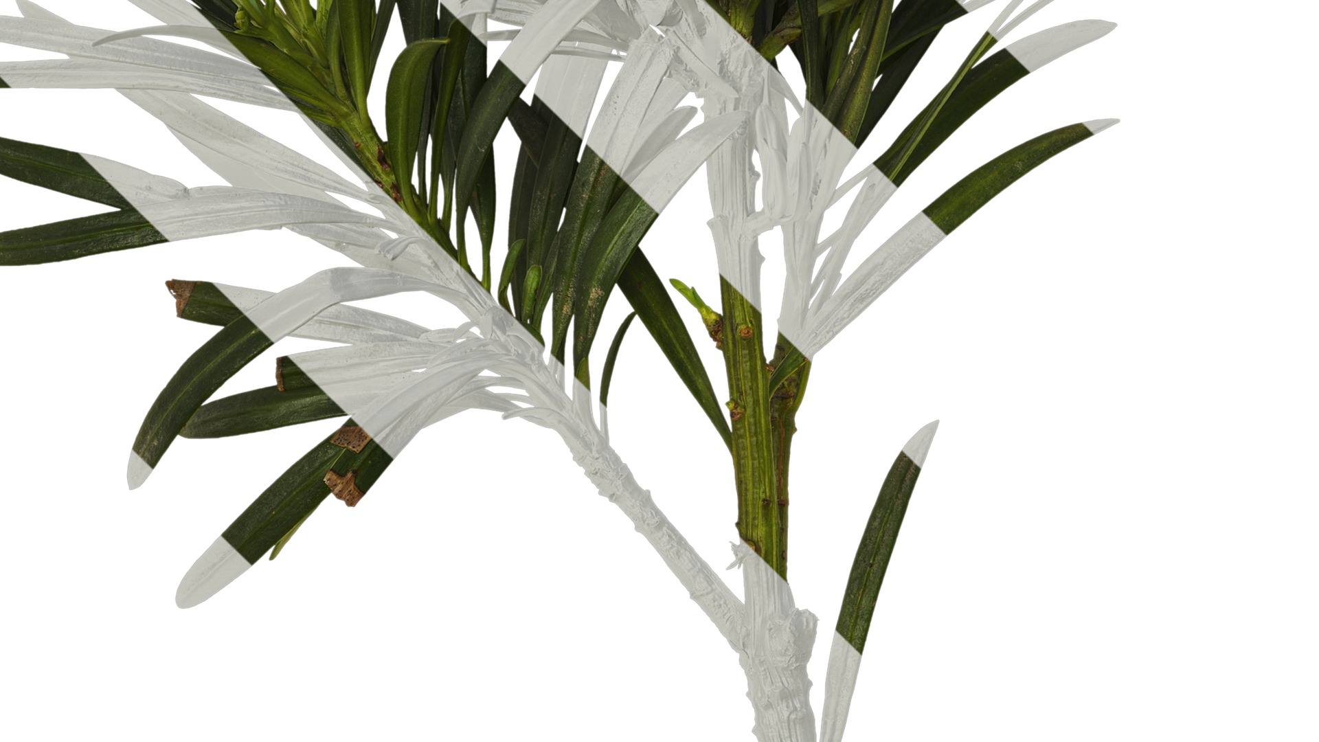 Anydrafts Podocarpus macrophyllus Atlas 10 Texture_3