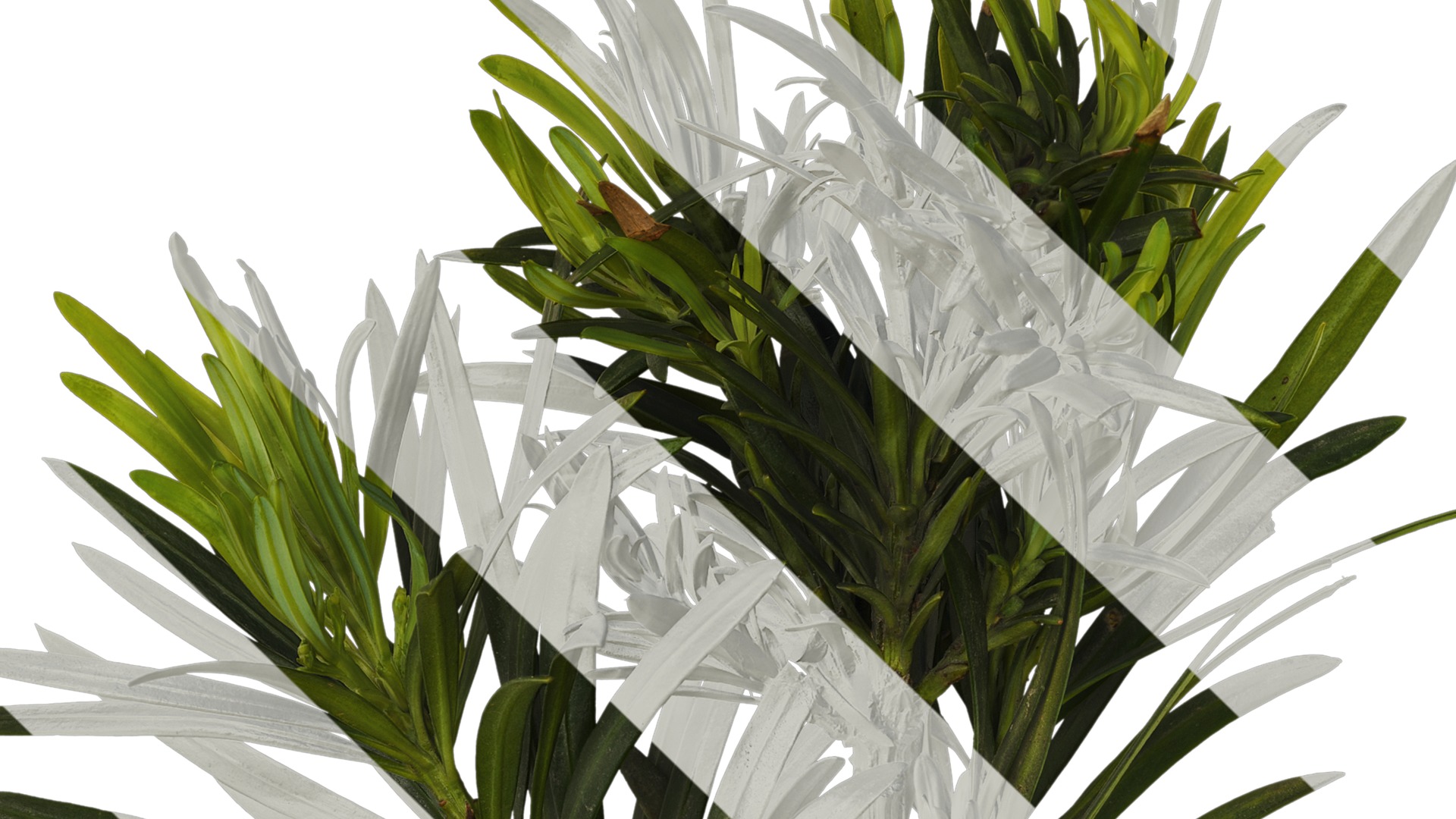 Anydrafts Podocarpus macrophyllus Atlas 10 Texture_1