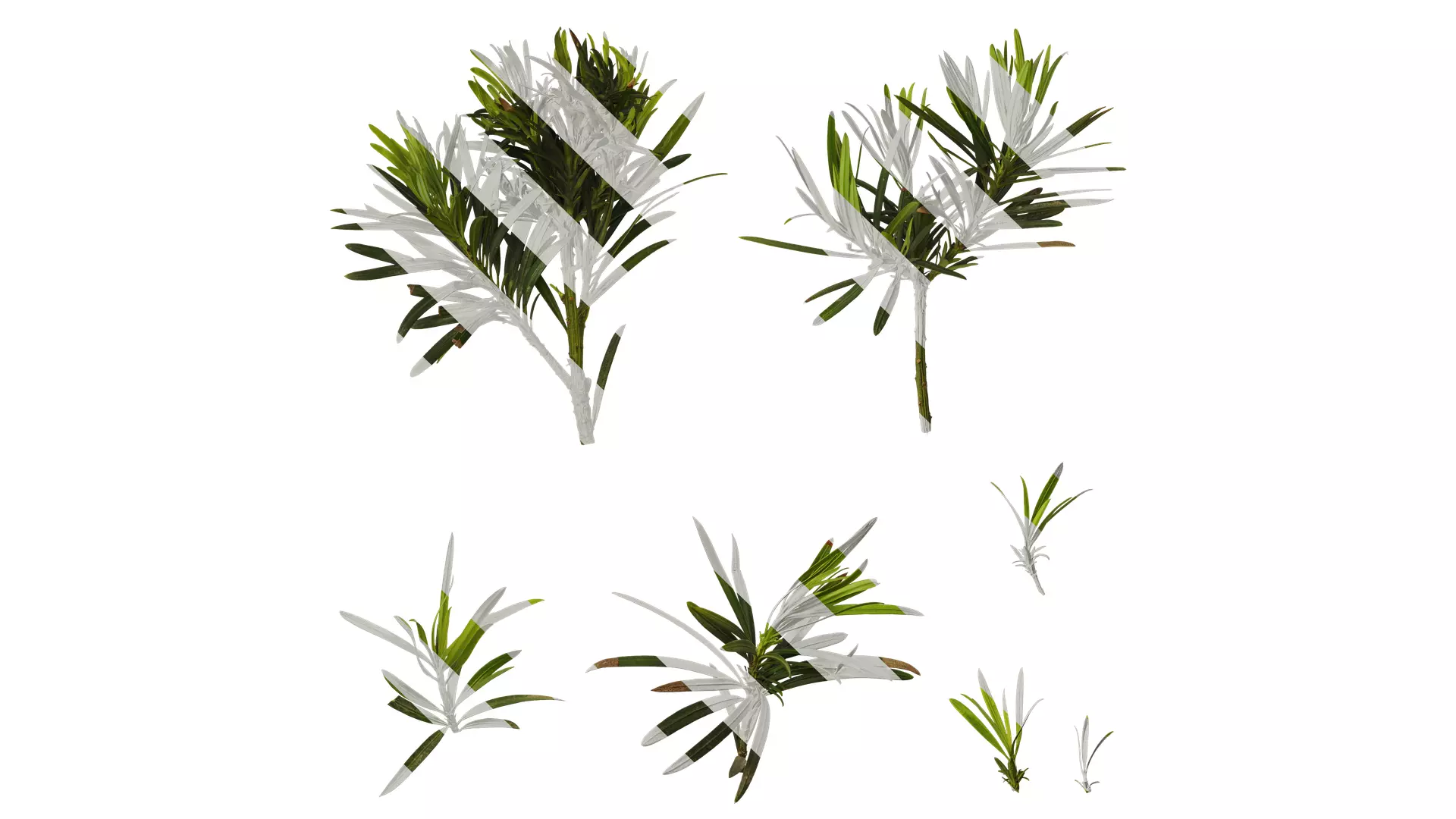 Anydrafts Podocarpus macrophyllus Atlas 10 Texture_0