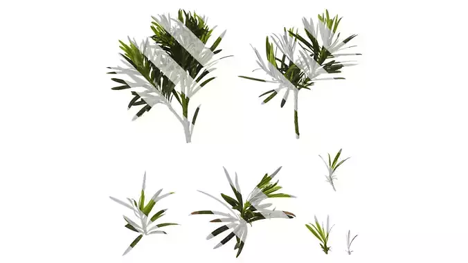 Anydrafts Podocarpus macrophyllus Atlas 10