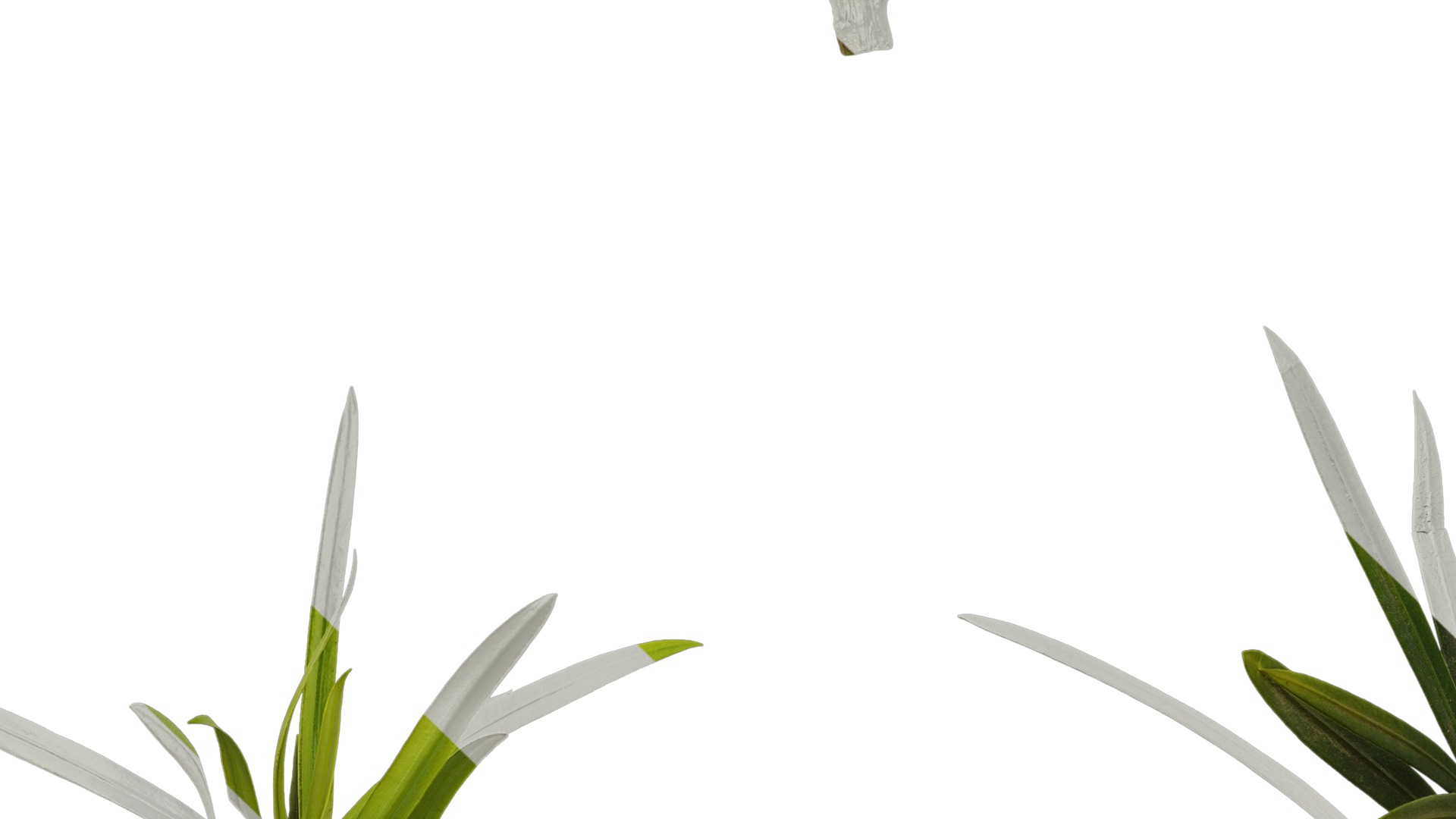 Anydrafts Podocarpus macrophyllus Atlas 10 Texture_5