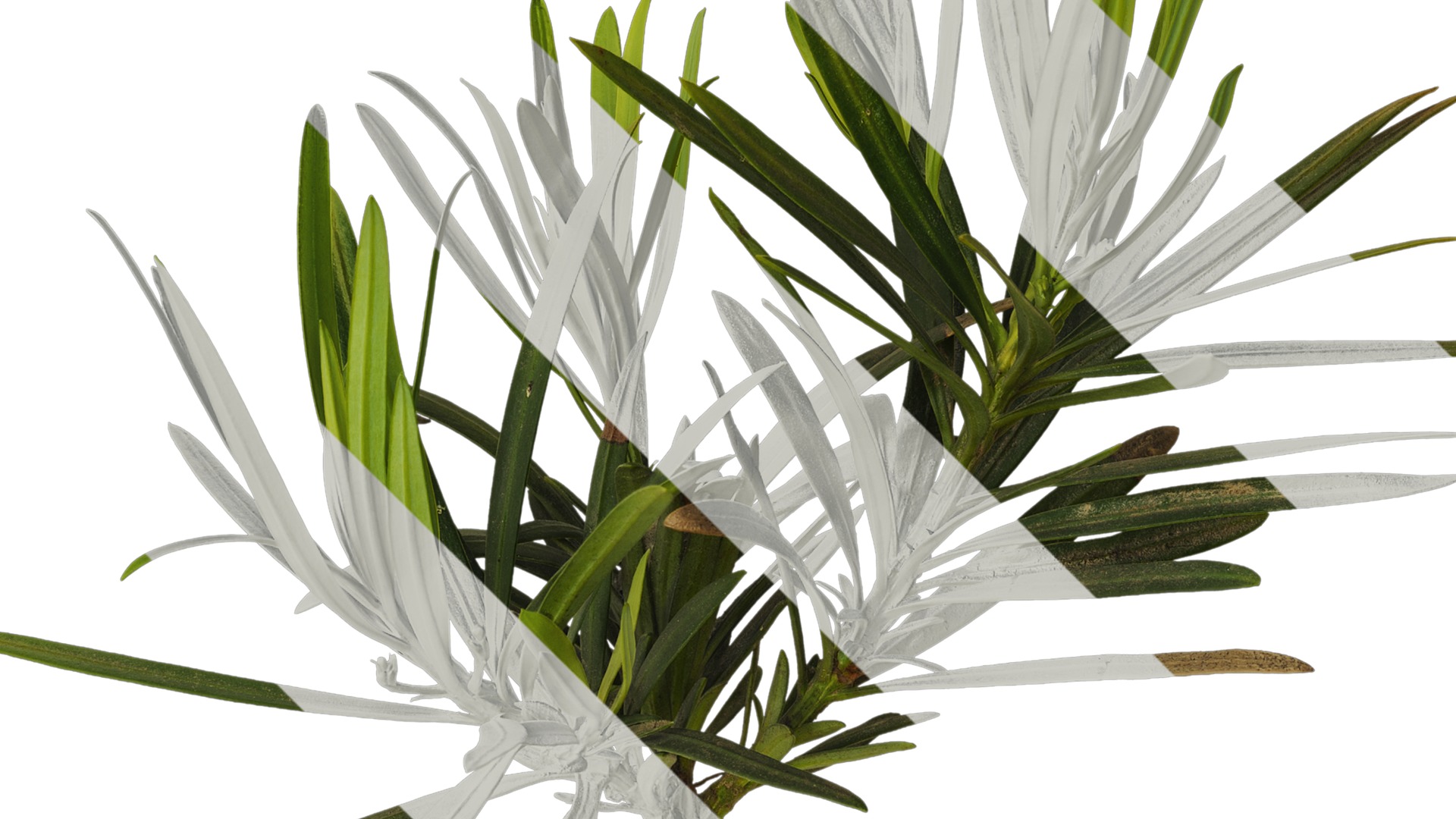 Anydrafts Podocarpus macrophyllus Atlas 10 Texture_2