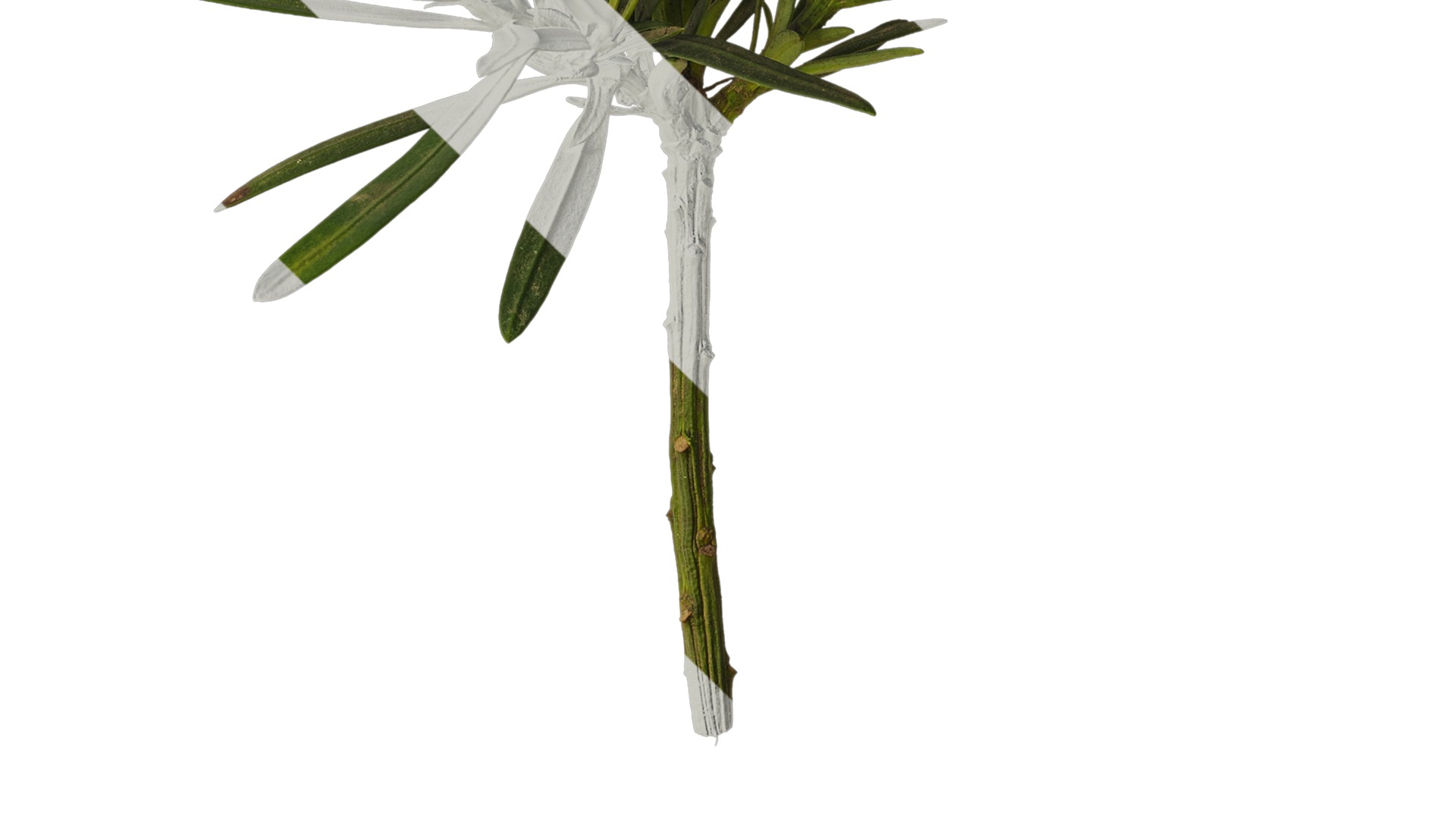 Anydrafts Podocarpus macrophyllus Atlas 10 Texture_4