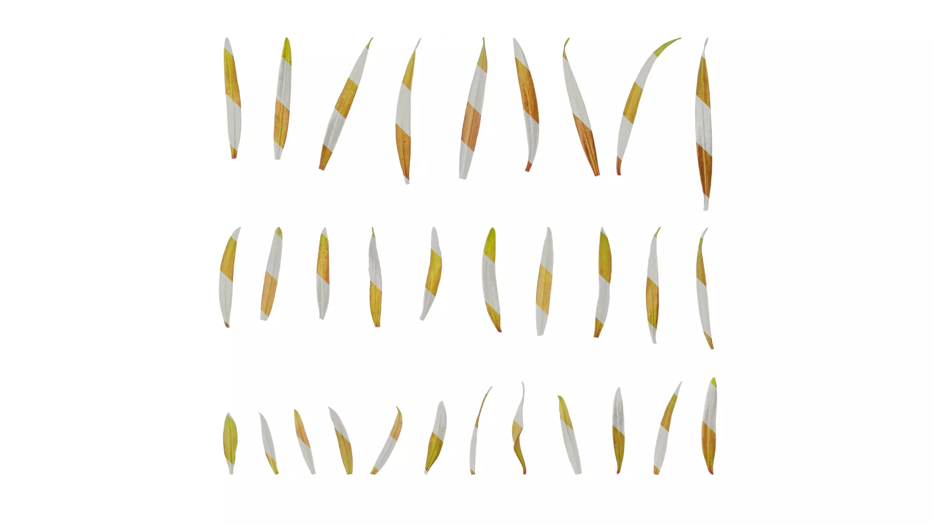 Anydrafts Podocarpus macrophyllus Leaf 01 Texture