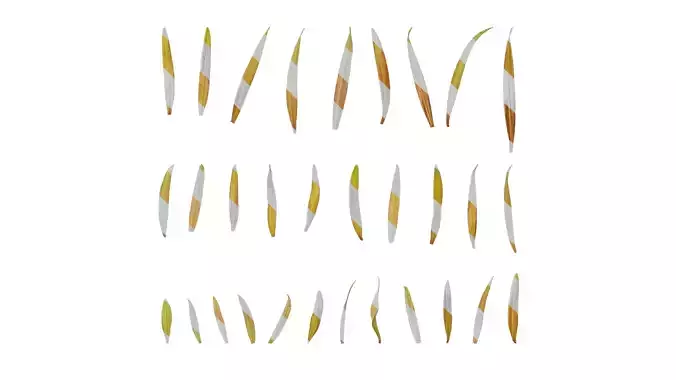 Anydrafts Podocarpus macrophyllus Leaf 01