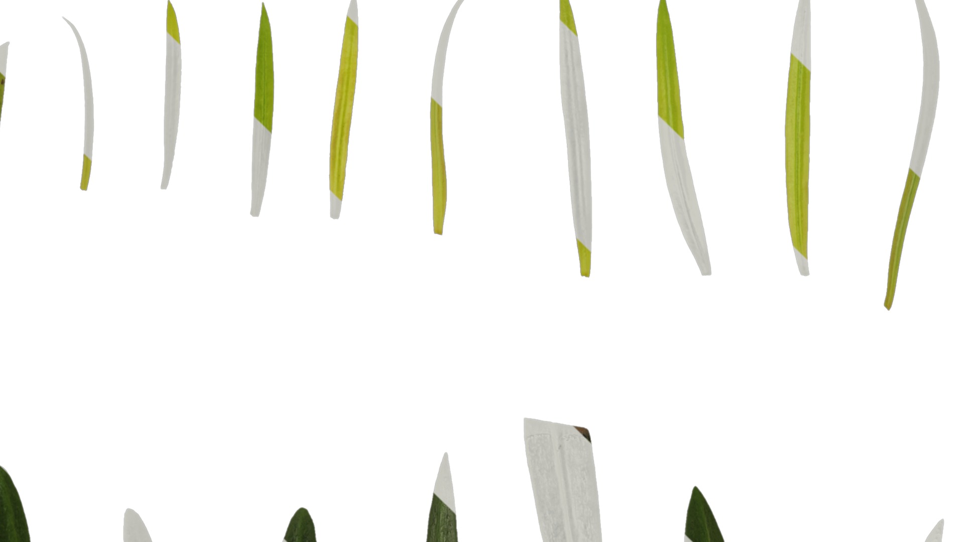 Anydrafts Podocarpus macrophyllus Leaf 02 Texture_1