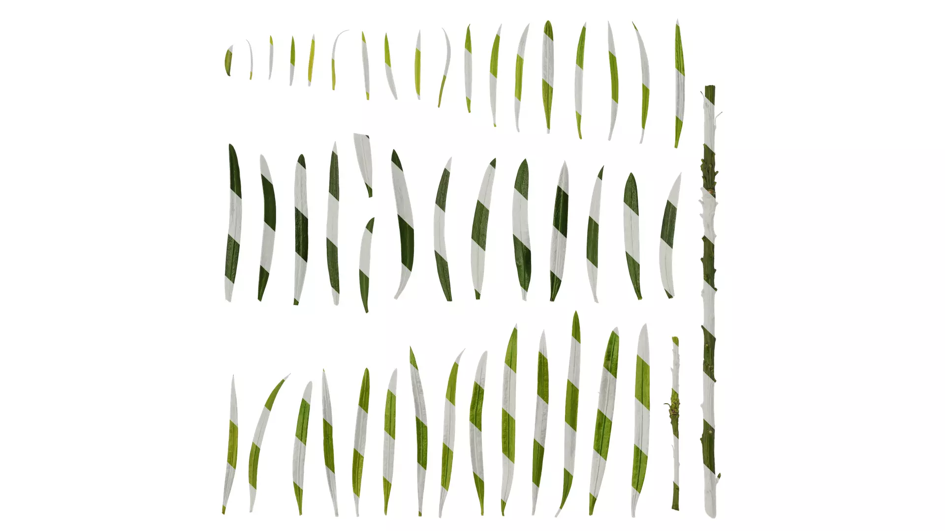 Anydrafts Podocarpus macrophyllus Leaf 02 Texture_0