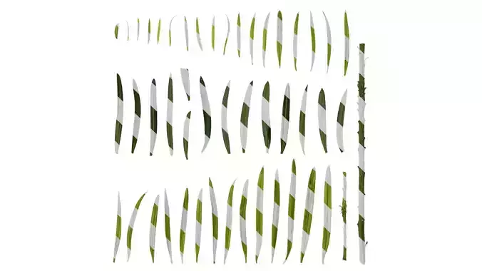 Anydrafts Podocarpus macrophyllus Leaf 02