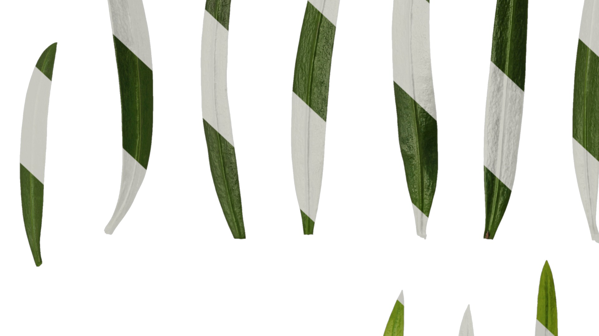 Anydrafts Podocarpus macrophyllus Leaf 02 Texture_7