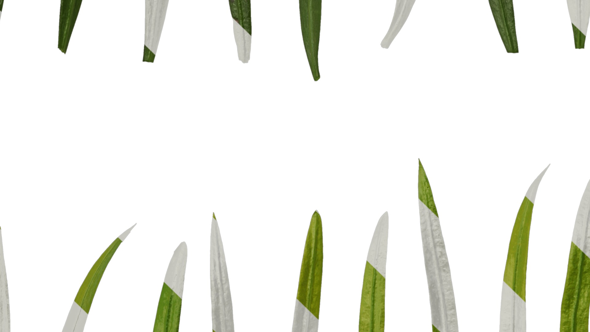 Anydrafts Podocarpus macrophyllus Leaf 02 Texture_5