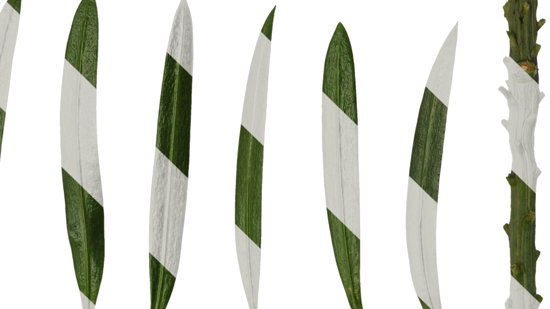 Anydrafts Podocarpus macrophyllus Leaf 02 Texture_4