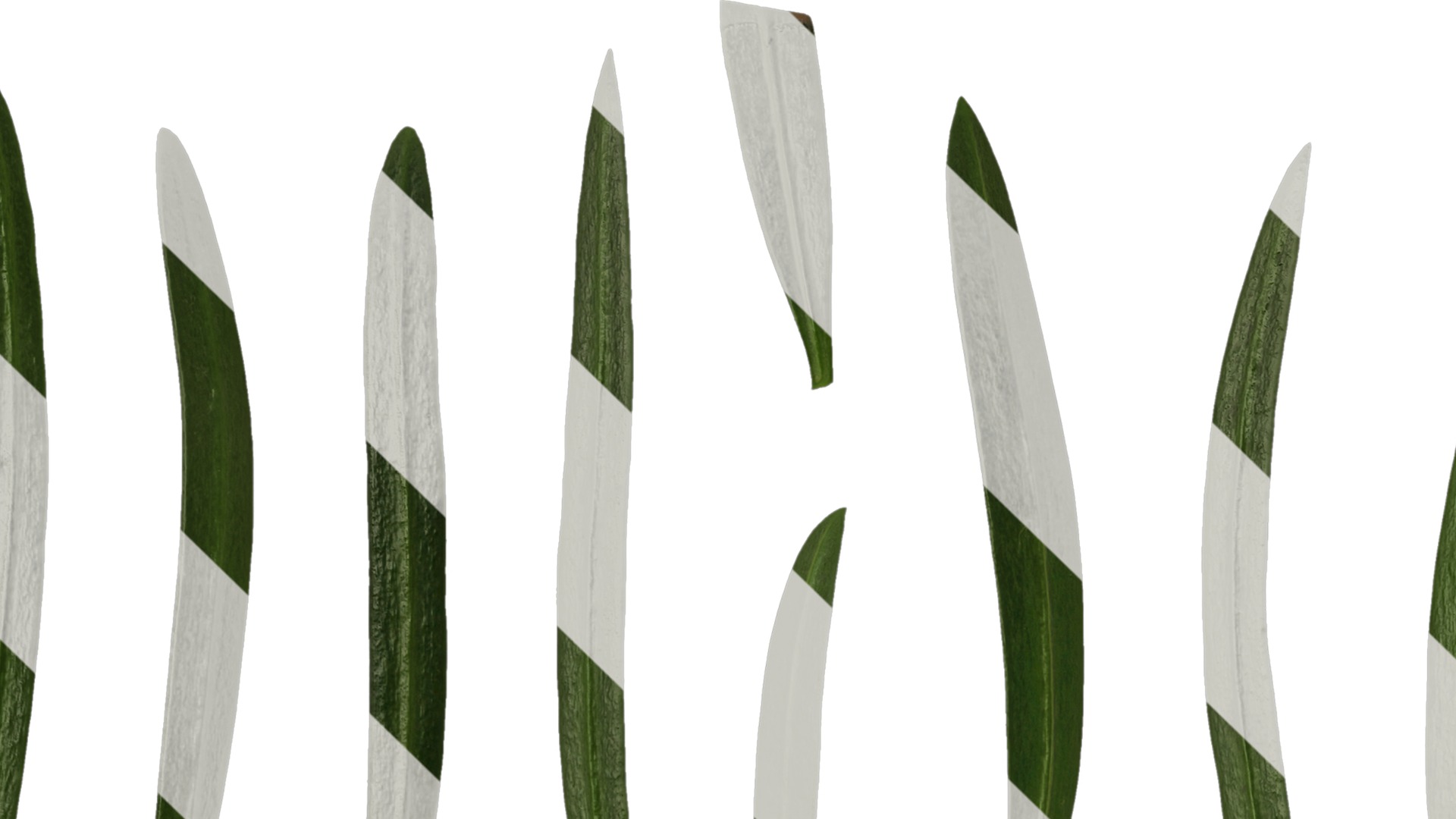 Anydrafts Podocarpus macrophyllus Leaf 02 Texture_3