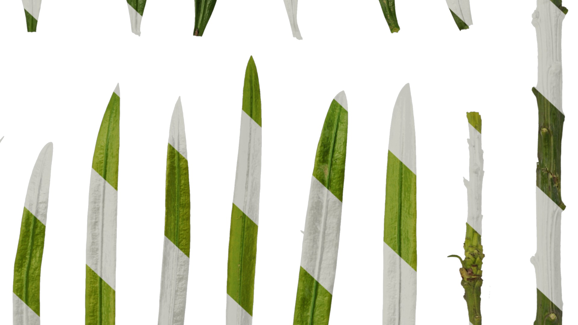 Anydrafts Podocarpus macrophyllus Leaf 02 Texture_6