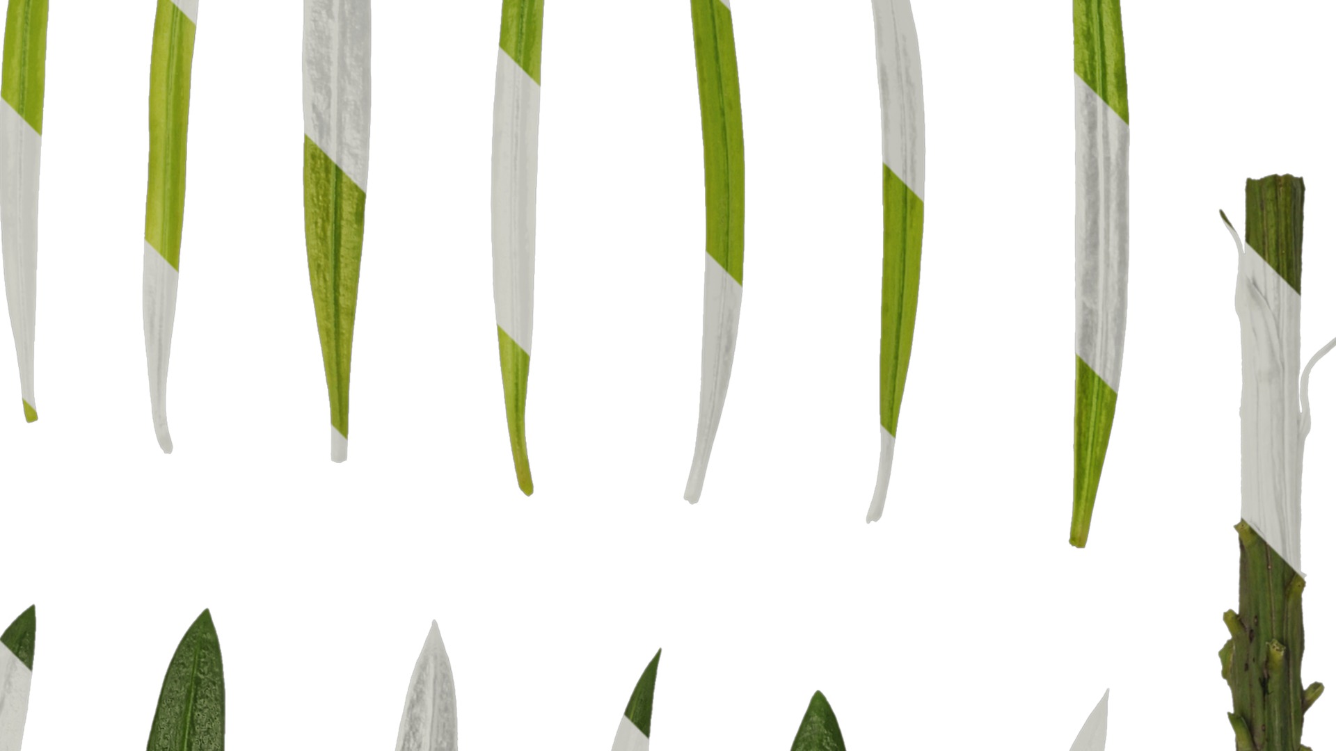 Anydrafts Podocarpus macrophyllus Leaf 02 Texture_2