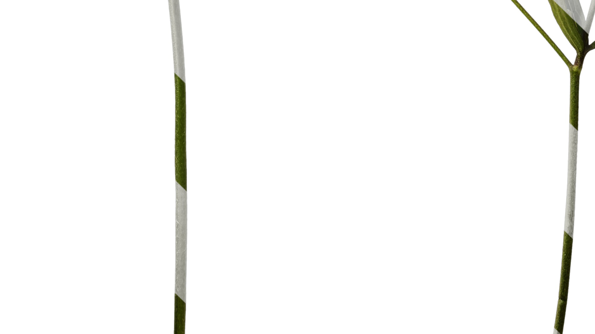 Anydrafts Ranunculus japonicus Atlas 02 Texture_5