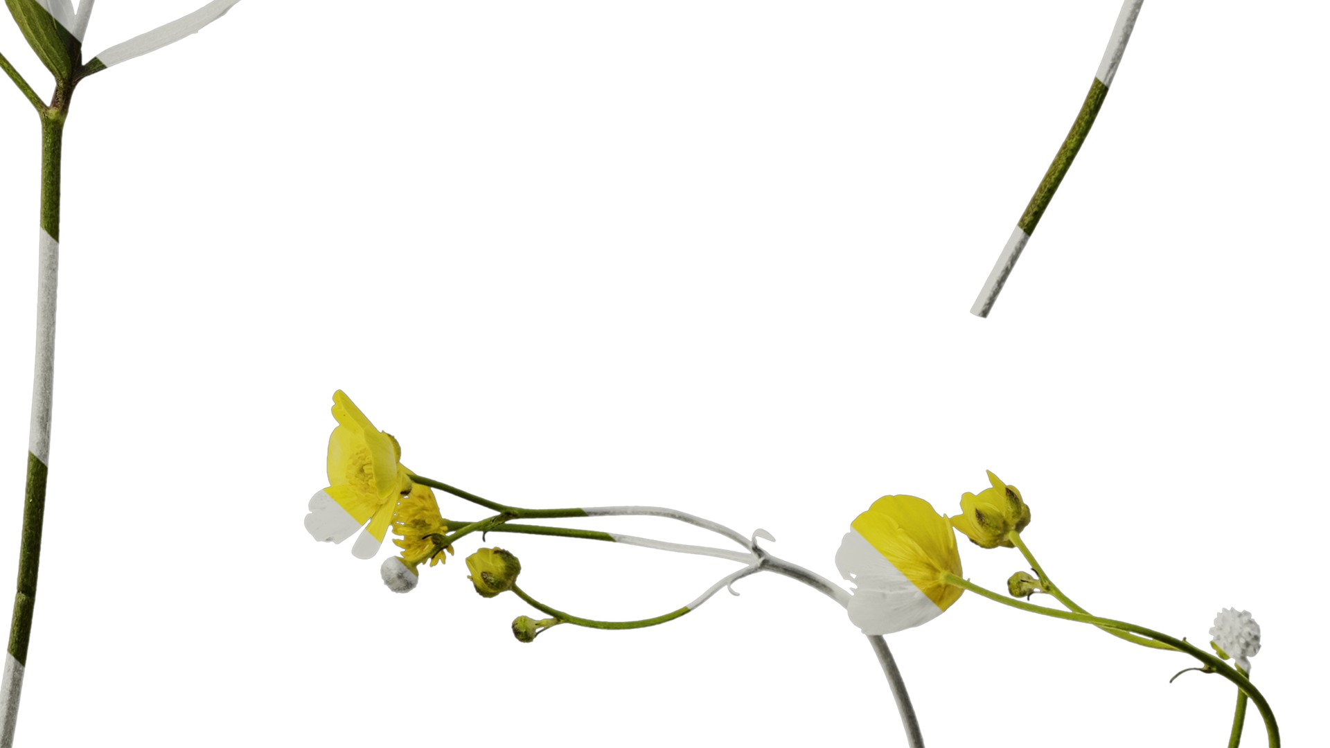 Anydrafts Ranunculus japonicus Atlas 02 Texture_6