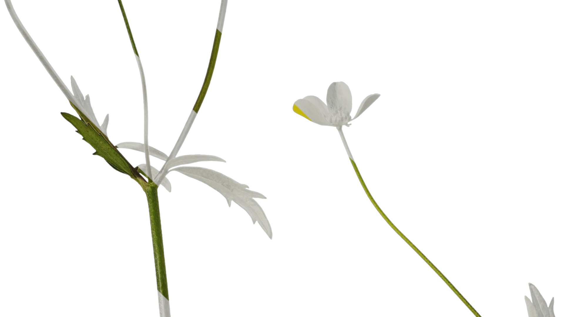 Anydrafts Ranunculus japonicus Atlas 02 Texture_3