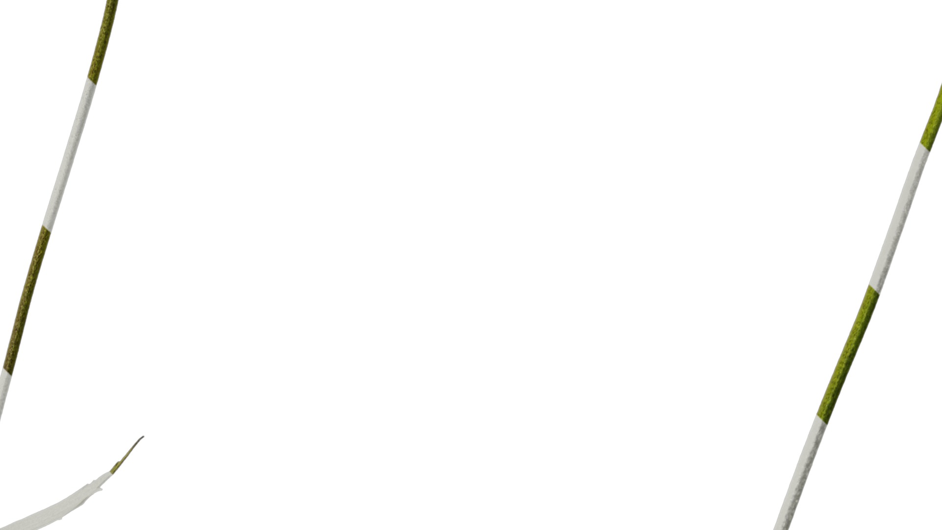 Anydrafts Ranunculus japonicus Atlas 02 Texture_4