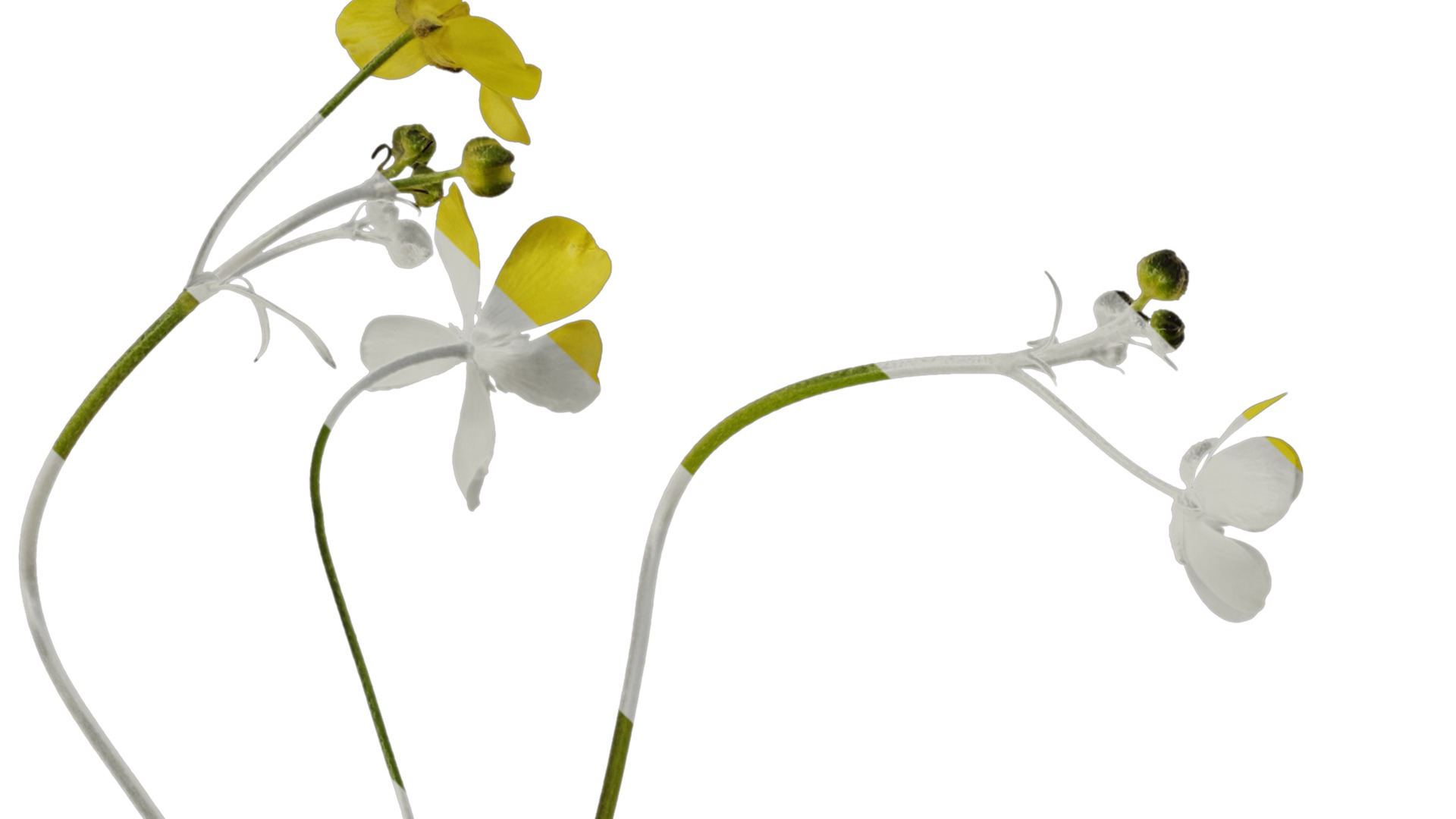 Anydrafts Ranunculus japonicus Atlas 02 Texture_1