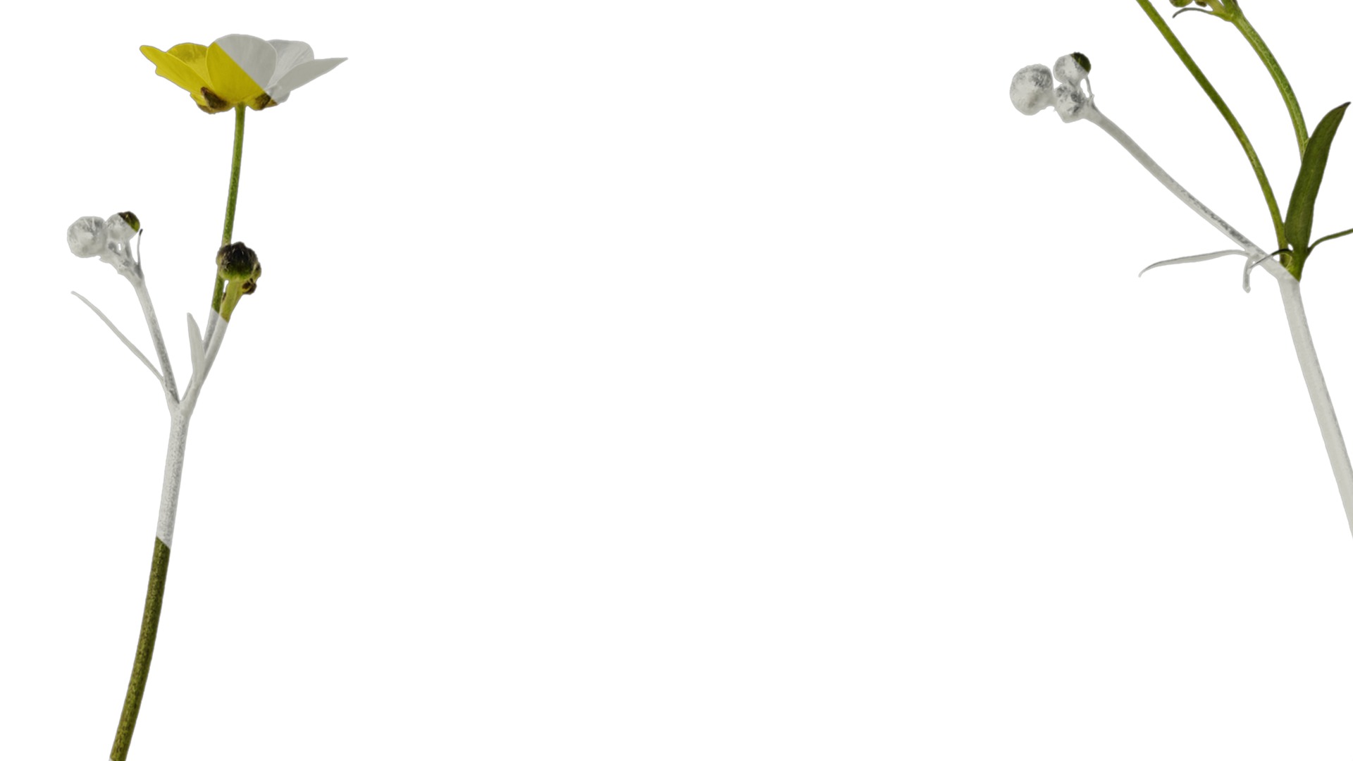 Anydrafts Ranunculus japonicus Atlas 02 Texture_2