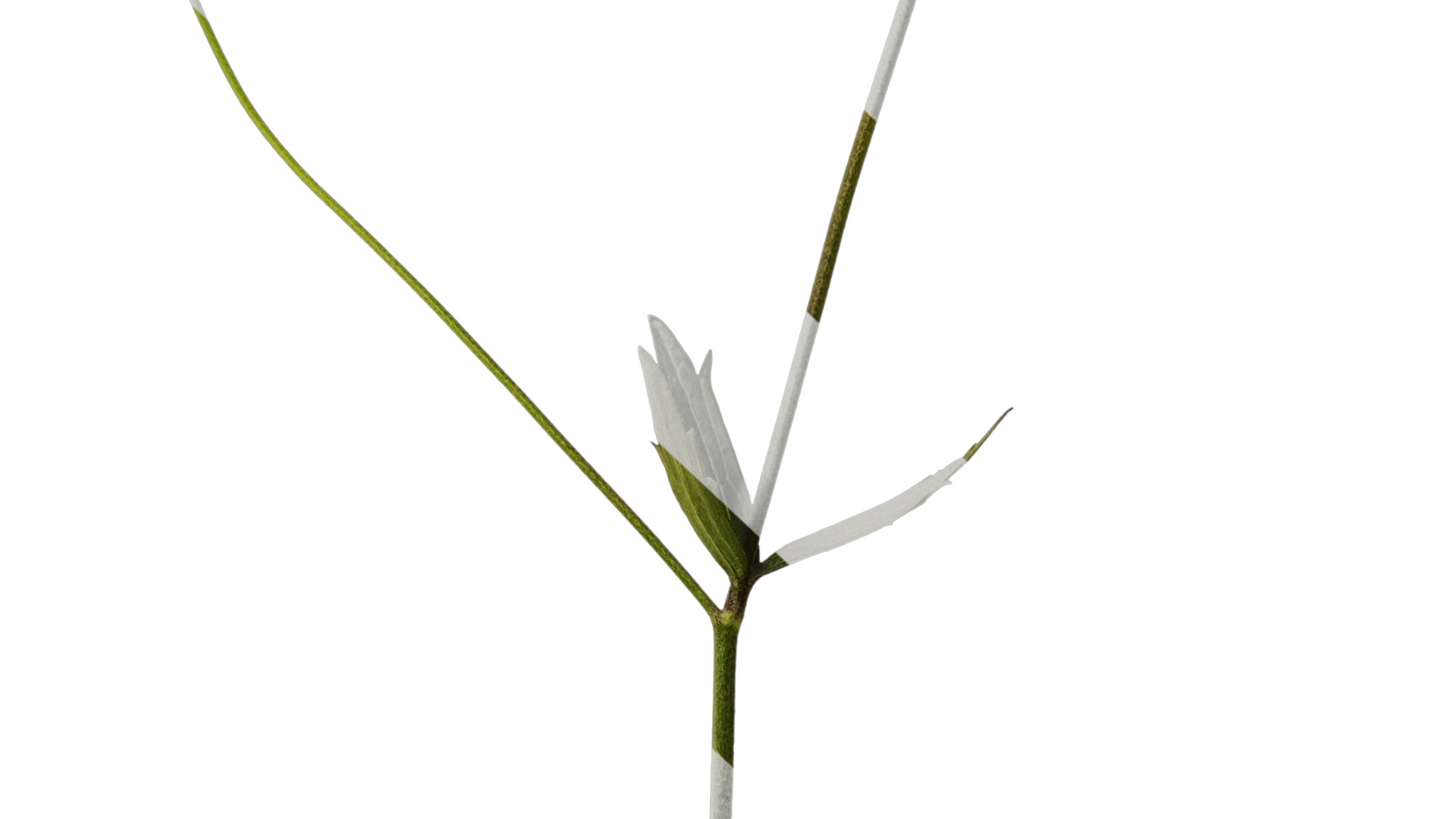 Anydrafts Ranunculus japonicus Atlas 02 Texture_7