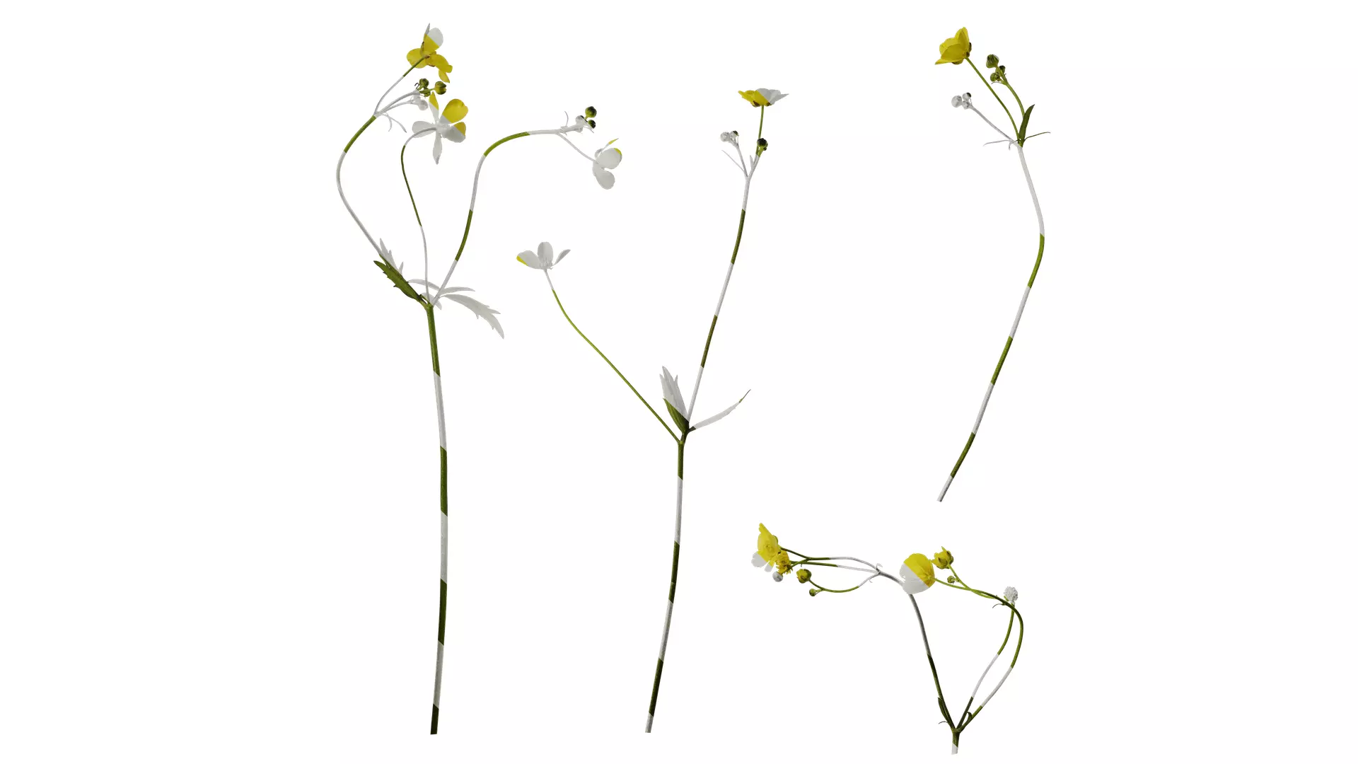 Anydrafts Ranunculus japonicus Atlas 02 Texture_0