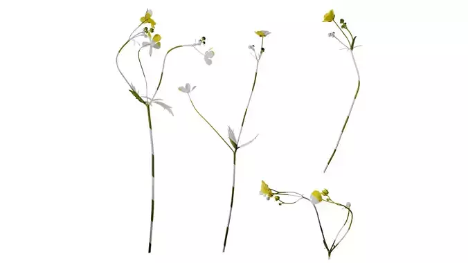 Anydrafts Ranunculus japonicus Atlas 02