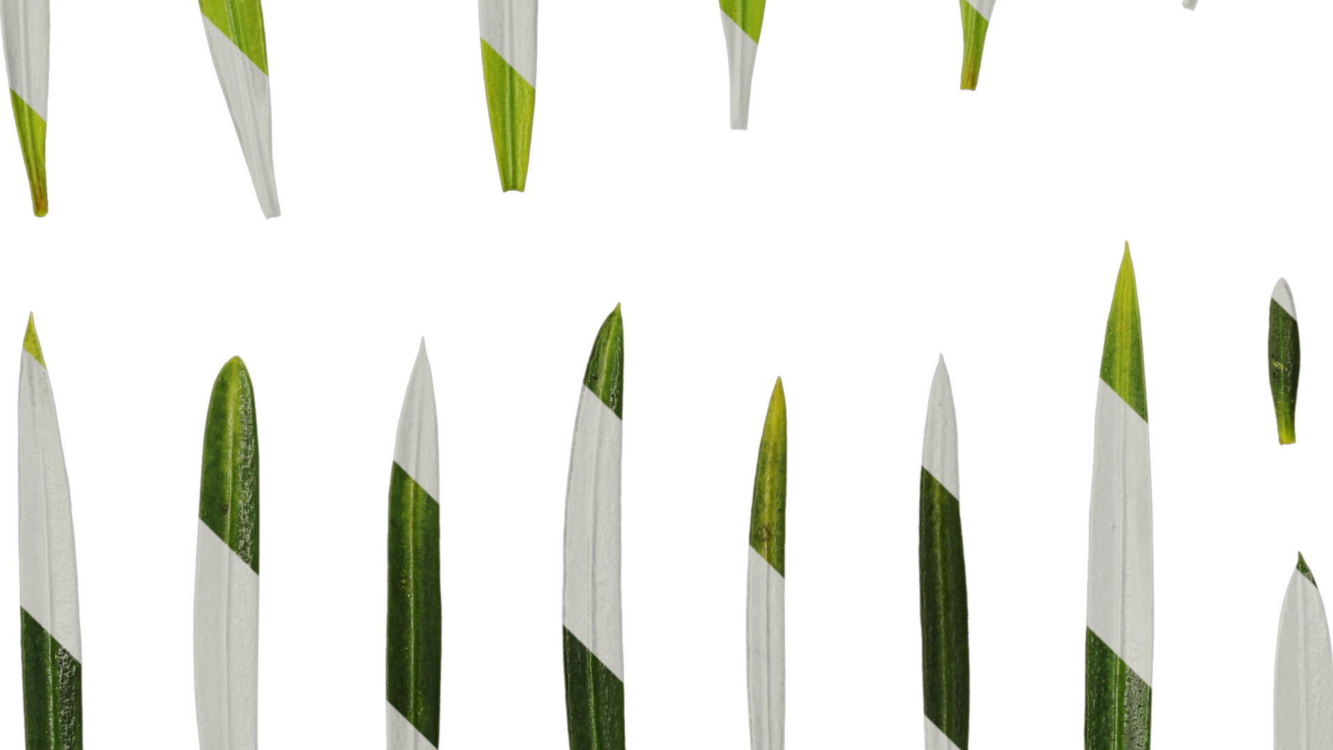 Anydrafts Podocarpus macrophyllus Leaf 03 Texture_3