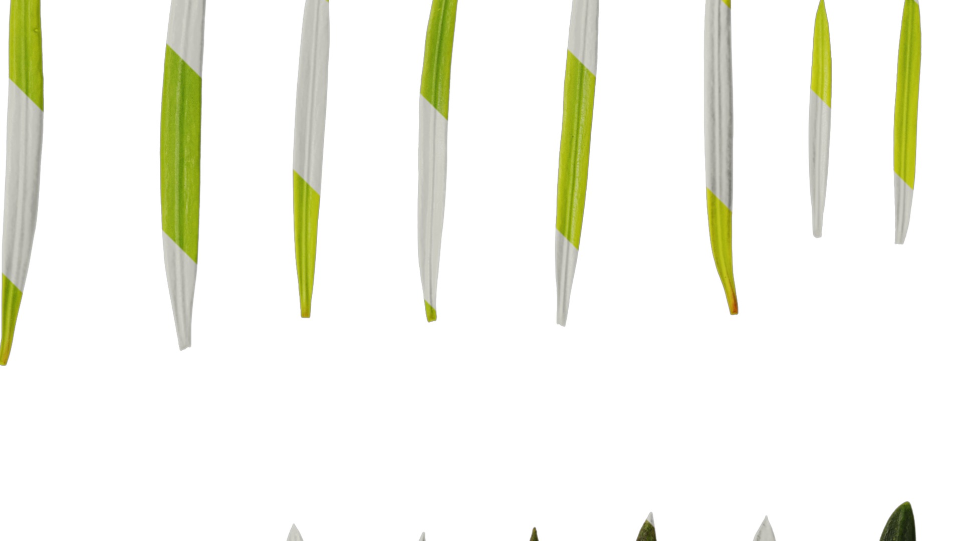 Anydrafts Podocarpus macrophyllus Leaf 03 Texture_2