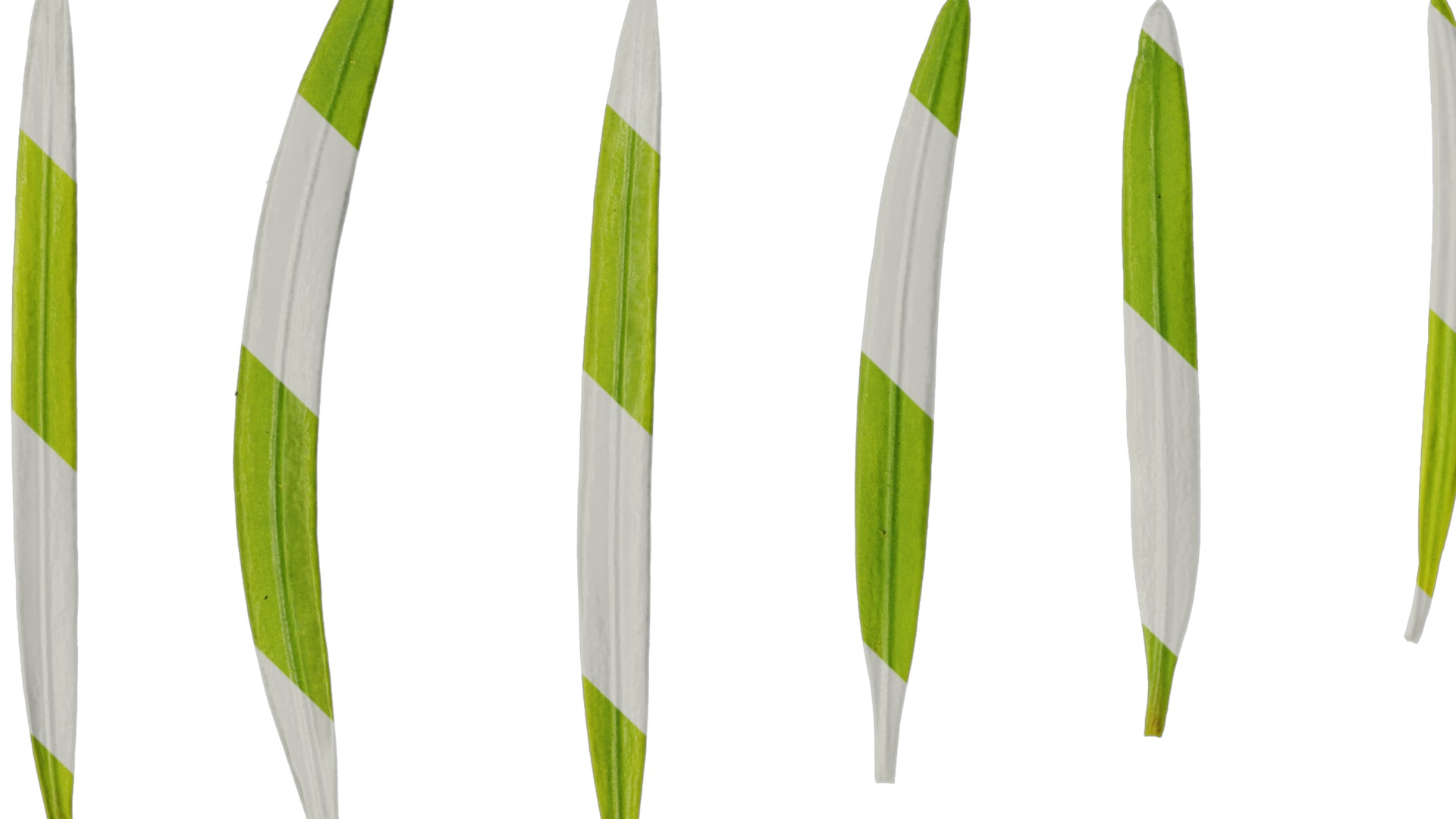 Anydrafts Podocarpus macrophyllus Leaf 03 Texture_1