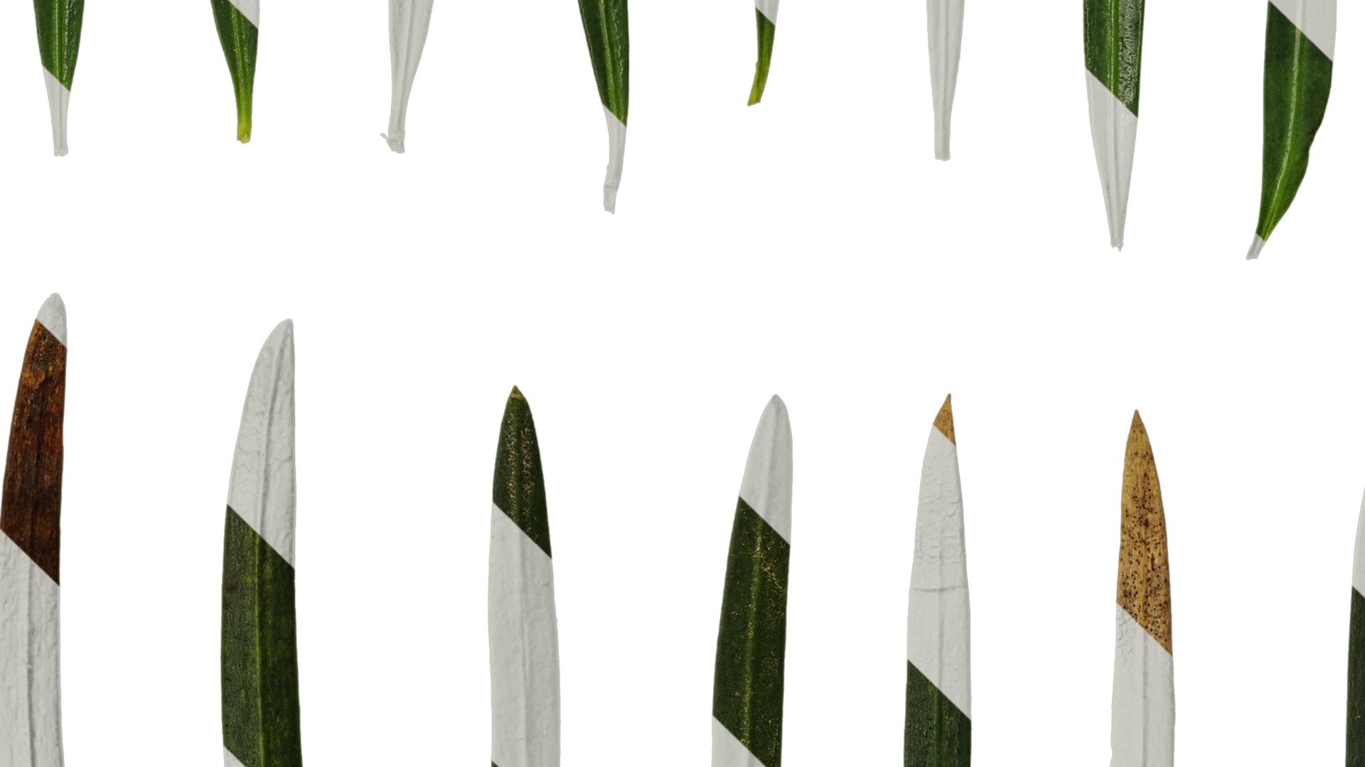 Anydrafts Podocarpus macrophyllus Leaf 03 Texture_5