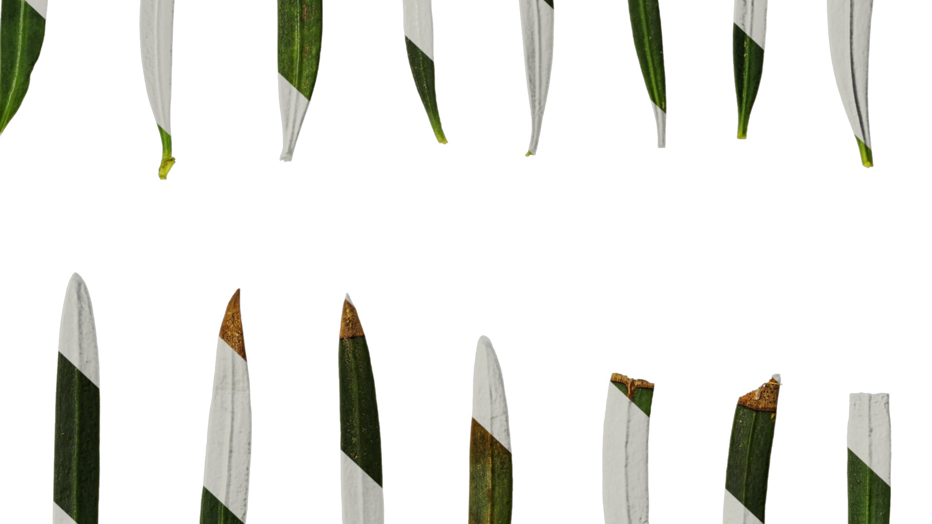 Anydrafts Podocarpus macrophyllus Leaf 03 Texture_6