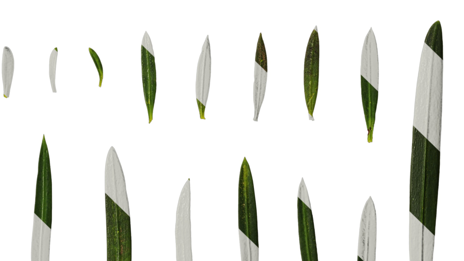 Anydrafts Podocarpus macrophyllus Leaf 03 Texture_4