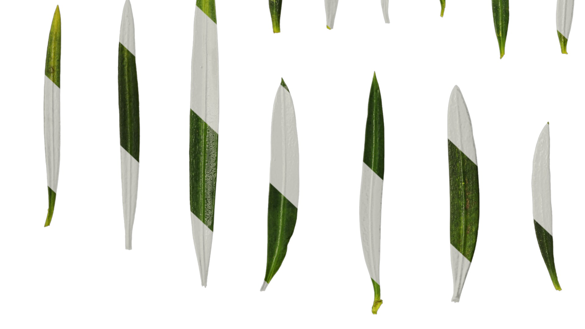 Anydrafts Podocarpus macrophyllus Leaf 03 Texture_7