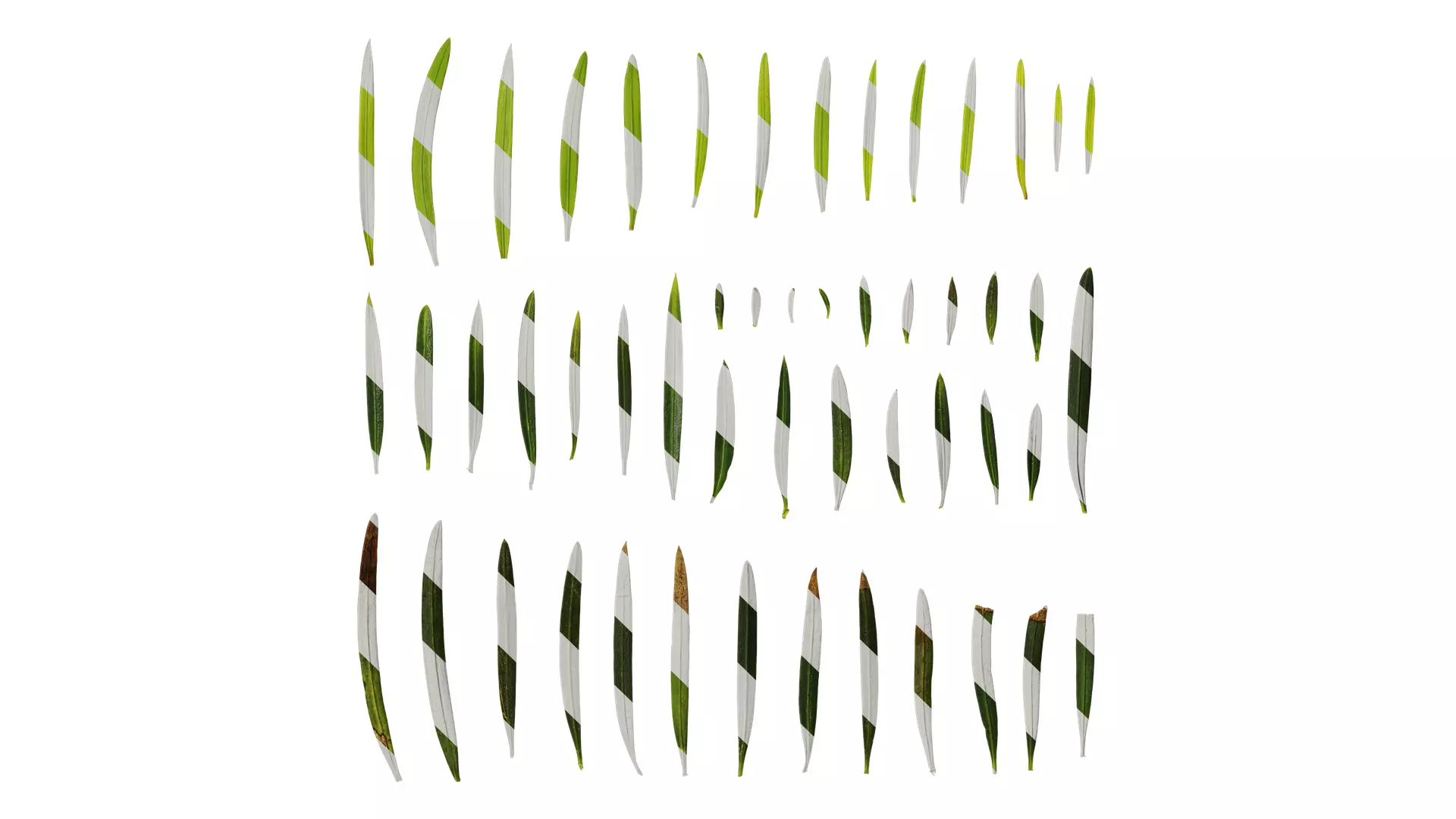 Anydrafts Podocarpus macrophyllus Leaf 03 Texture_0
