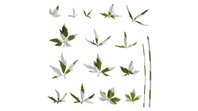 Anydrafts Ranunculus japonicus Leaf 01