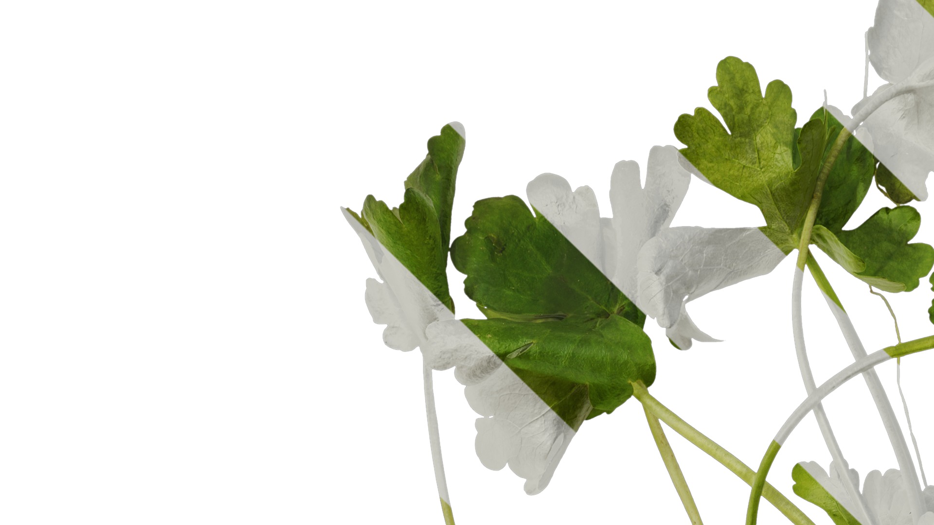 Anydrafts Ranunculus sceleratus Atlas 01 Texture_1