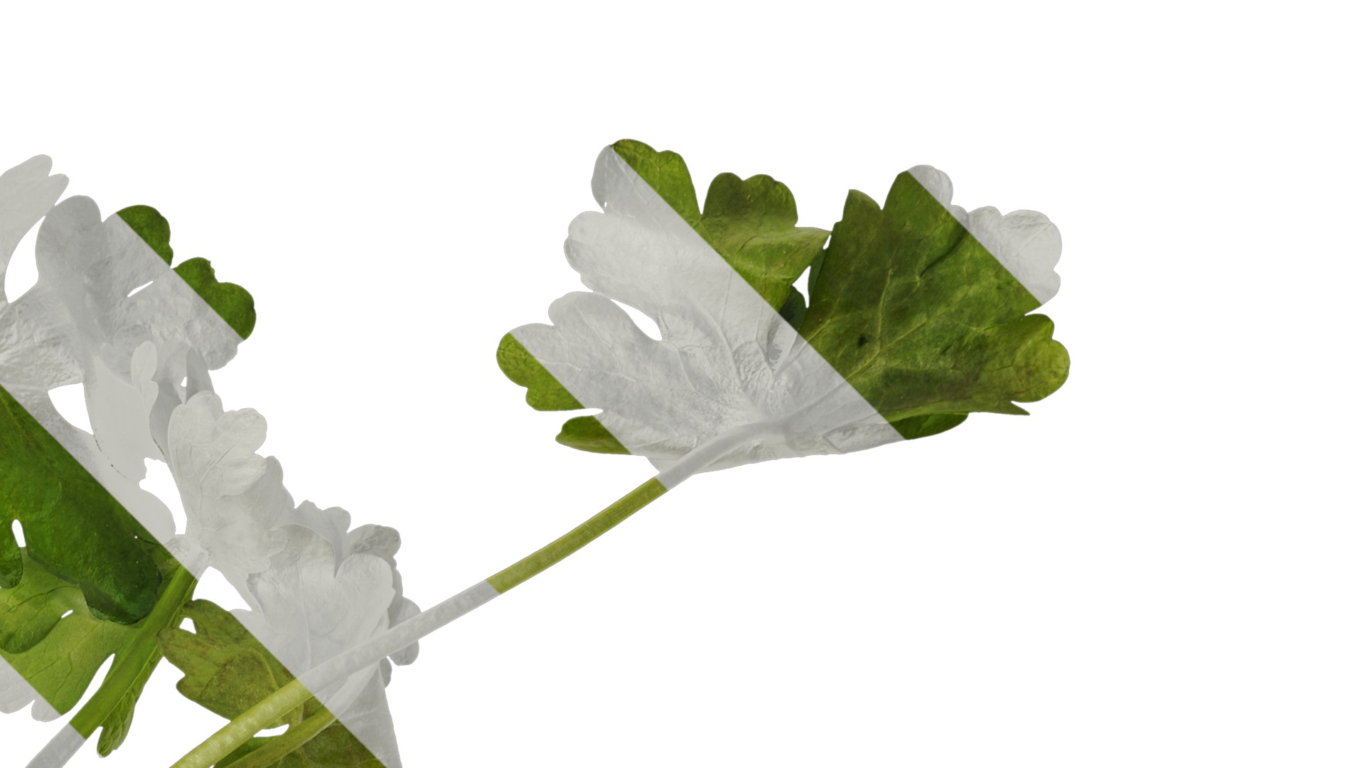 Anydrafts Ranunculus sceleratus Atlas 01 Texture_2