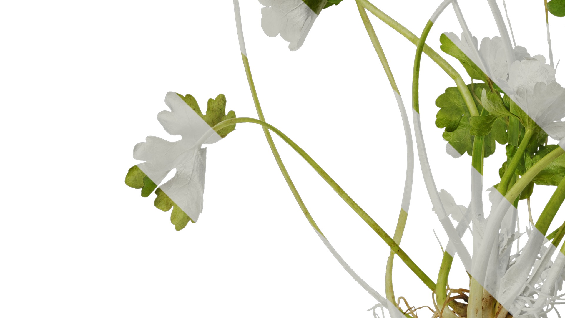 Anydrafts Ranunculus sceleratus Atlas 01 Texture_3