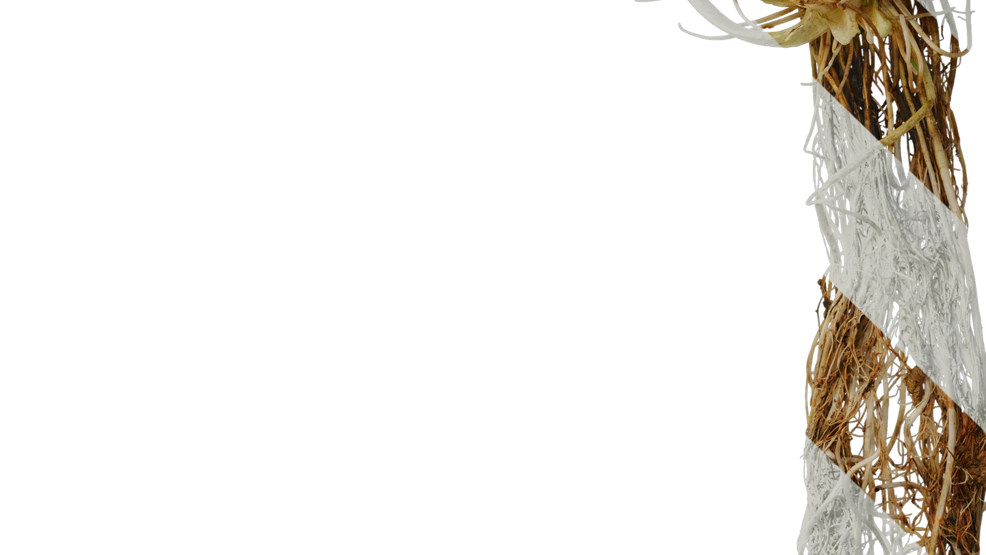 Anydrafts Ranunculus sceleratus Atlas 01 Texture_5