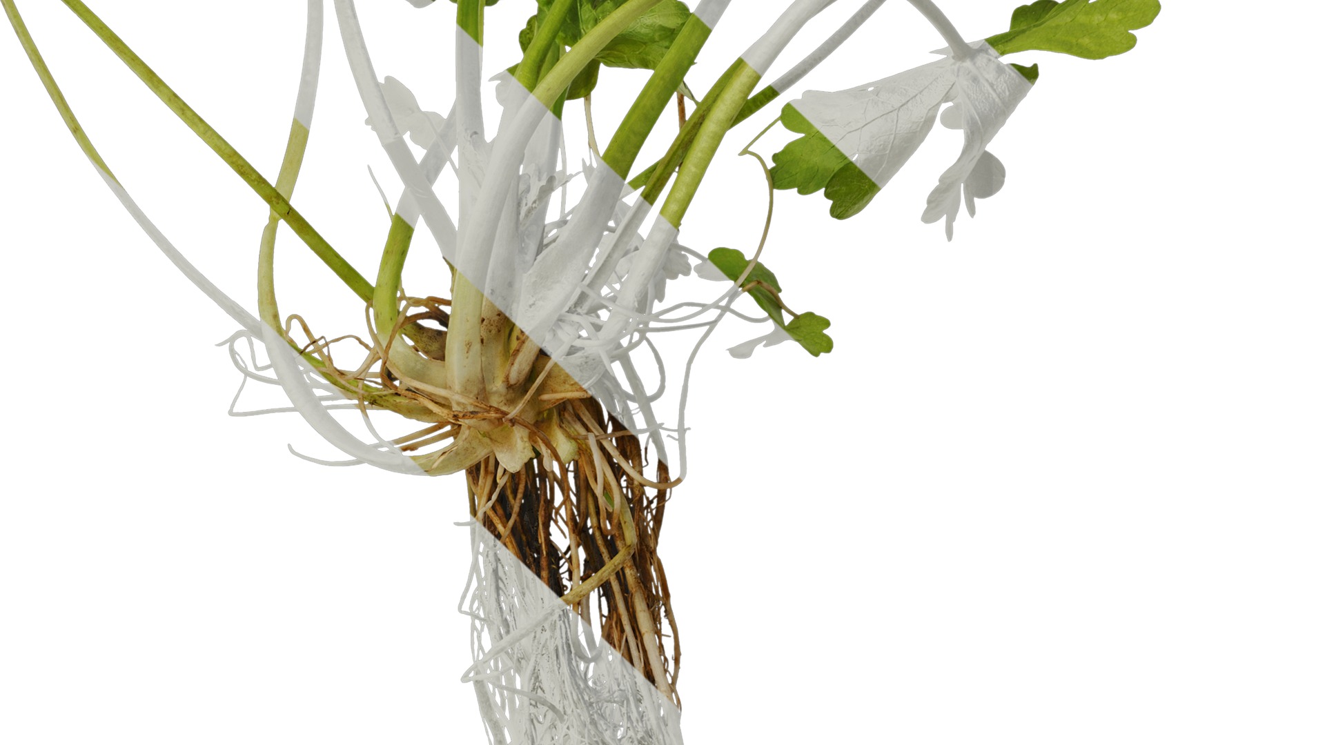 Anydrafts Ranunculus sceleratus Atlas 01 Texture_7