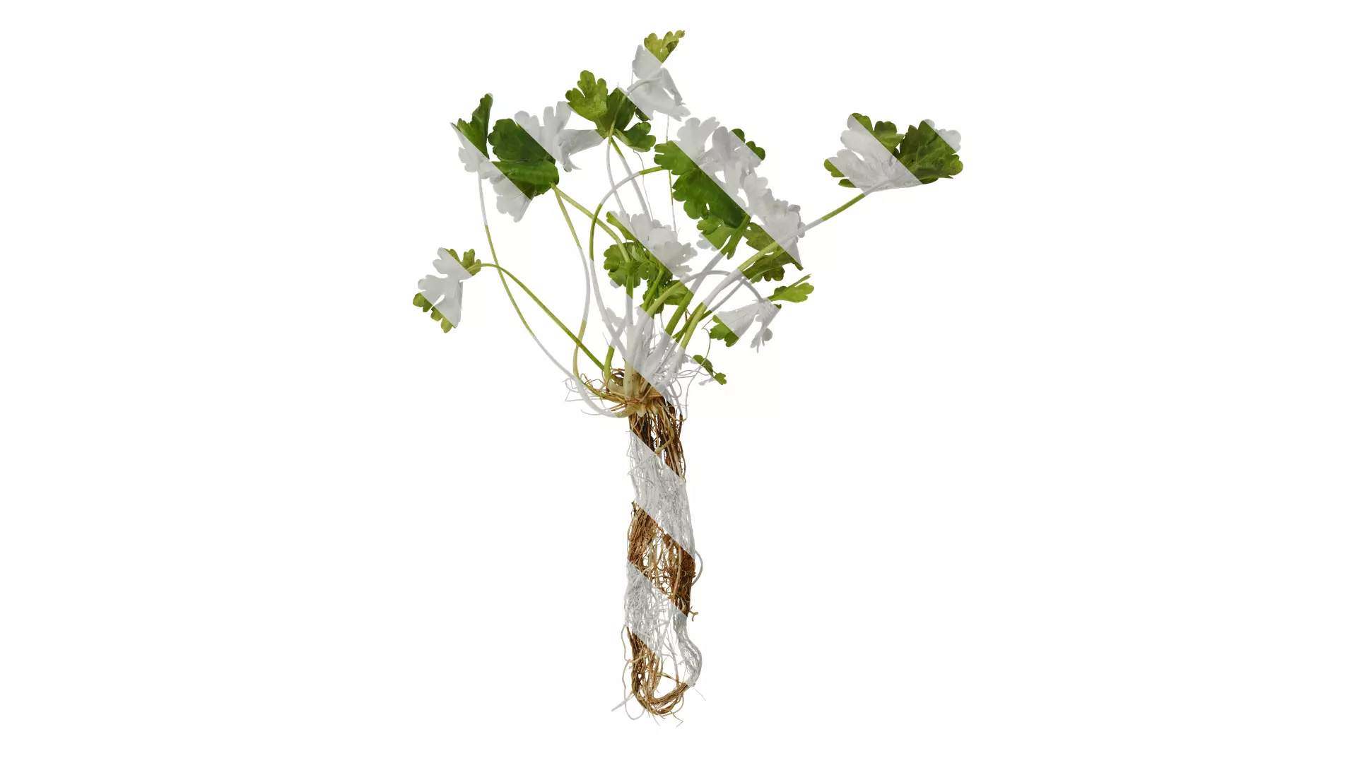 Anydrafts Ranunculus sceleratus Atlas 01 Texture_0