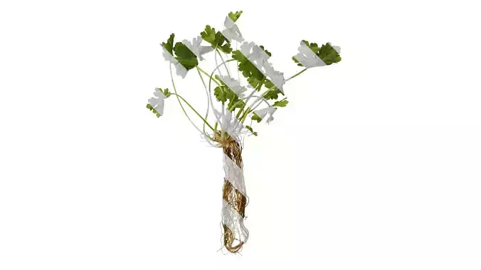 Anydrafts Ranunculus sceleratus Atlas 01